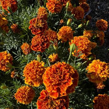 Tagetes patula nana