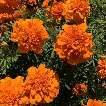 Tagetes patula nana Cresta™ '' (272961)