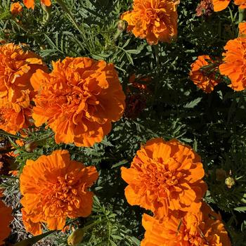 Tagetes patula nana Cresta™ '' (272962)