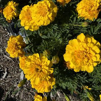 Tagetes patula nana