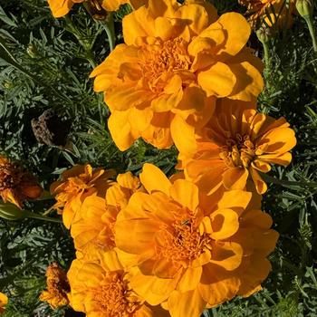 Tagetes patula nana