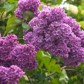 Syringa vulgaris