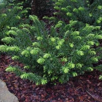 Cephalotaxus harringtonia 'Plania' 