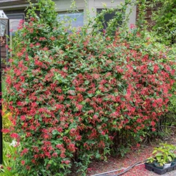 Lonicera sempervirens 'Honey Coral' 