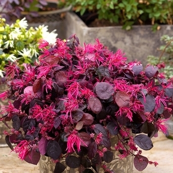 Loropetalum chinense 'Red Chocolate' 