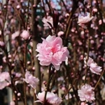 Prunus persica 'Pink Cascade' 