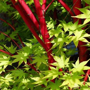 Acer palmatum 'Red Wood' 