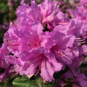 Rhododendron Southern Indica hybrid 'Phoenicia' 