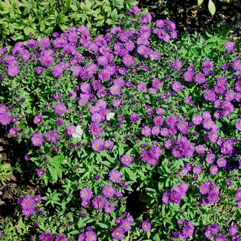 Aster novae-angliae 'Purple Dome' 