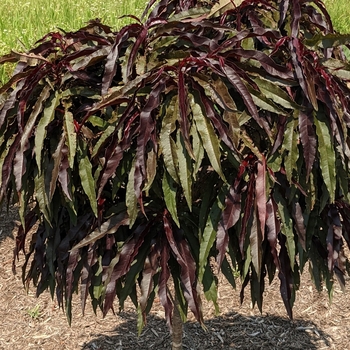 Prunus persica 'NC Peach-6' PP34261