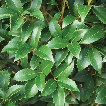 Osmanthus x fortunei 'Fruitlandii' 