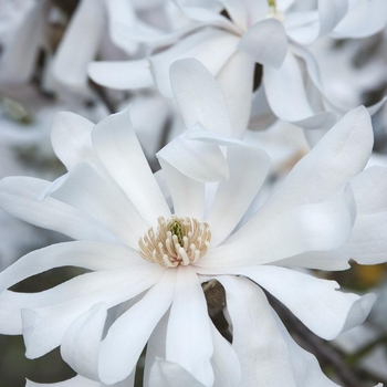 Magnolia stellata 'Royal Star' 