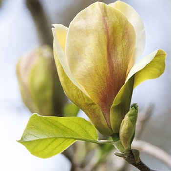 Magnolia 'Sunsation' 