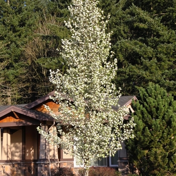 Pyrus calleryana 'Glen's Form' 