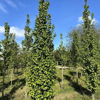 Carpinus betulus 'Lucas' 