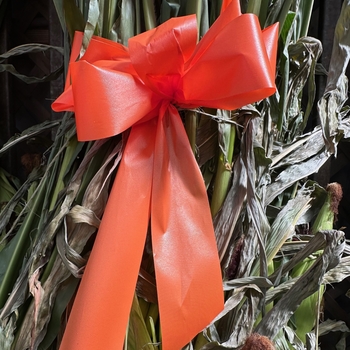 Cucurbita 'Autumn Wings' 