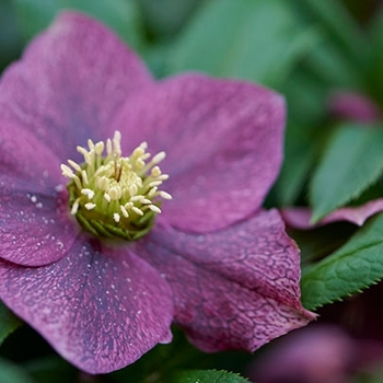 Helleborus 'JHE00091' PP27968