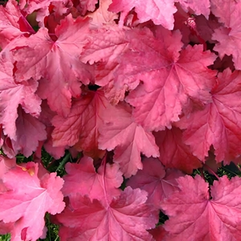 Heuchera 'Magma' 