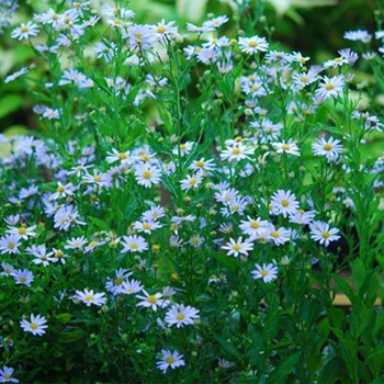 Kalimeris incisa 'Blue Star' 