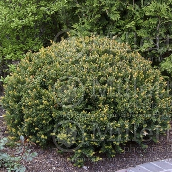 Taxus x media 'Brownii' 