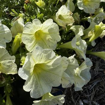 Petunia Durabloom® '' (273216)