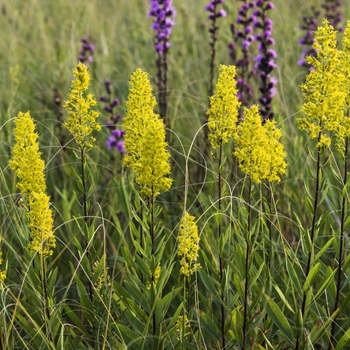 Solidago speciosa