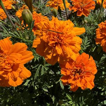 Tagetes patula nana Alumia™ '' (273222)