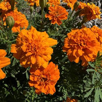 Tagetes patula nana