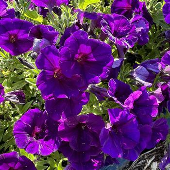 Petunia 'Surprise Cobalt Blue' 