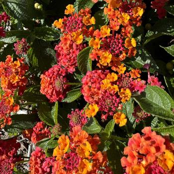 Lantana Havana® 'Harvest Moon' (273225)