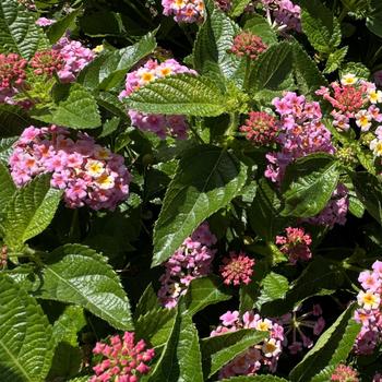 Lantana 'Blue Moon' 