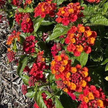 Lantana Heartland® '' (273227)