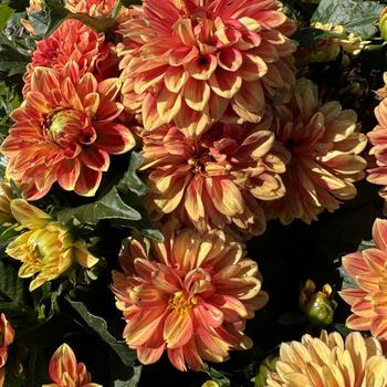 Dahlia 'Novation Orange Bicolor' (273228)