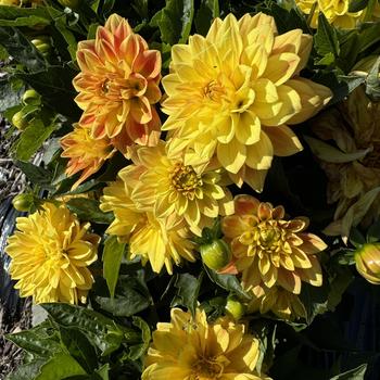 Dahlia 'Novation Yellow Bicolor' 