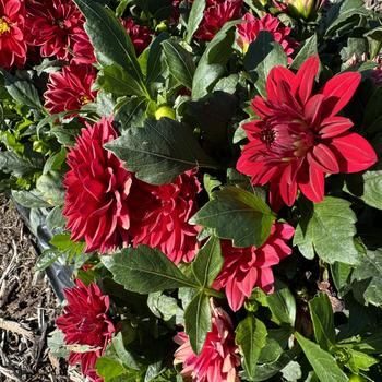 Dahlia 'Novation Red' 