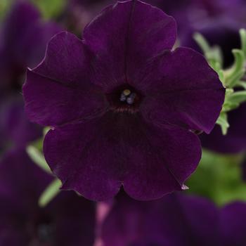 Petunia 'Navy Velour' 