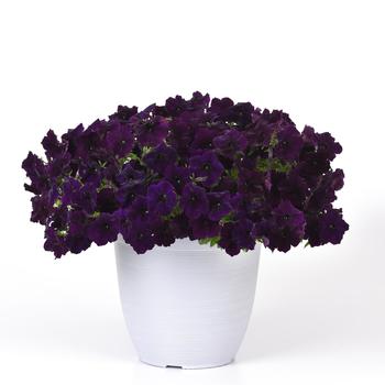 Petunia Easy Wave® 'Navy Velour' (273233)