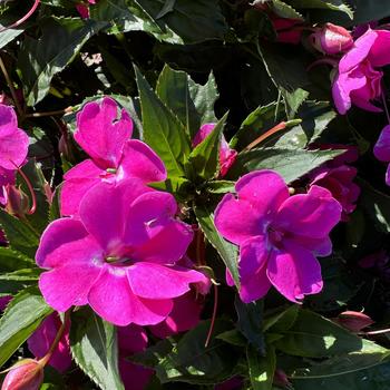 Impatiens 'XL Pink Jewel' 