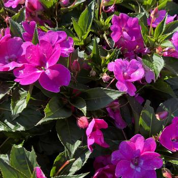 Impatiens Solarscape™ 'XL Pink Jewel' (273236)