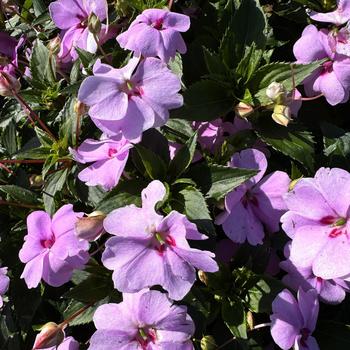 Impatiens 'XL Lilac Spark' 