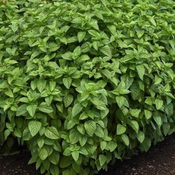 Ocimum basilicum 'Everleaf Lemon' (273240)