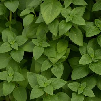 Ocimum basilicum 'Everleaf Lemon' 