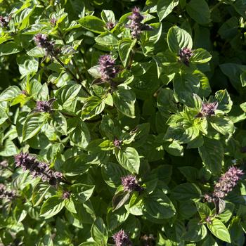 Ocimum basilicum 'Everleaf Lemon' (273243)