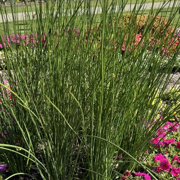 Juncus pallidus ColorGrass® 'Javelin' (273244)