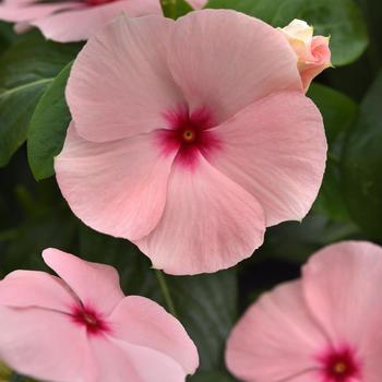 Catharanthus roseus Titan-ium™ '' (273247)