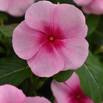 Catharanthus roseus Titan-ium™ '' (273248)