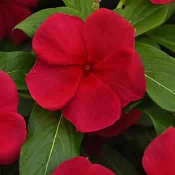 Catharanthus roseus