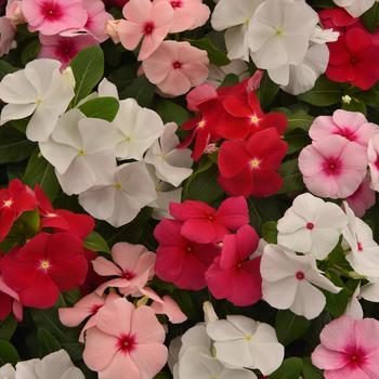 Catharanthus roseus