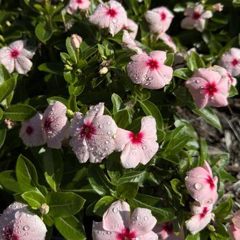 Catharanthus roseus Titan-ium™ '' (273263)