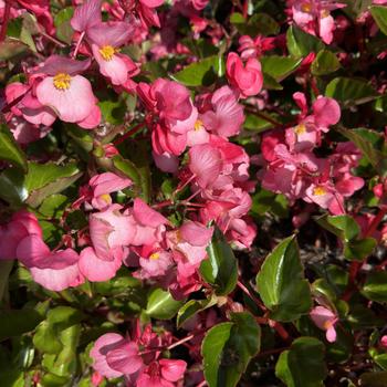 Begonia Megawatt™ 'Pink Green Leaf' (273264)